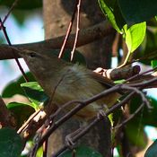 Japanese Bush-Warbler
